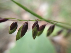 Melica nutans