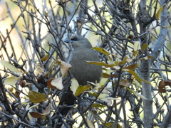 Agelaioides badius