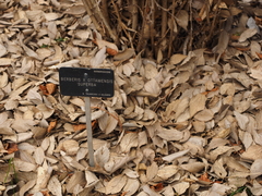 Berberis × ottawensis