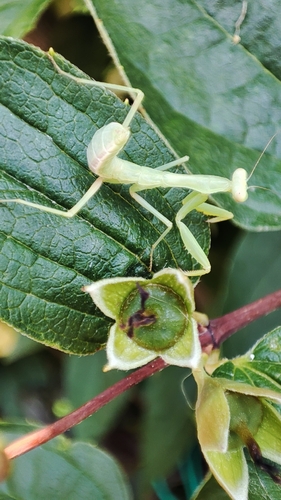 Transcaucasian Giant Mantis