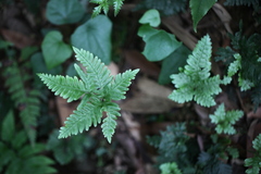 Pteris grevilleana