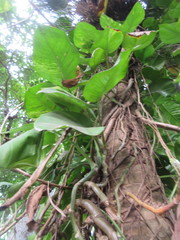 Epipremnum aureum