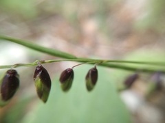 Melica nutans
