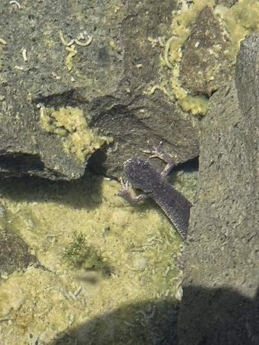 Great Crested Newt