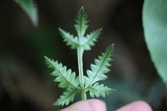 Pteris grevilleana