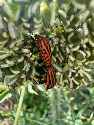 Continental Striped Shield Bug