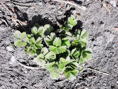 Potentilla stolonifera