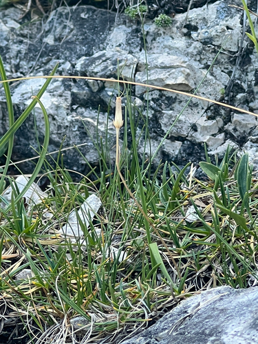 Soldanella minima, photograph 5