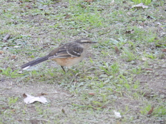 Mimus saturninus