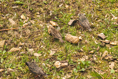 Sturnus vulgaris