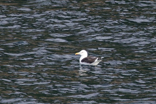 Great Black-backed Gull