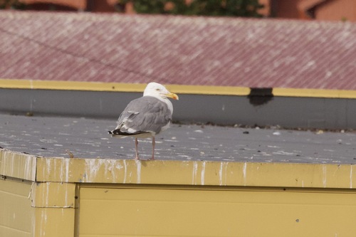European Herring Gull