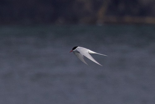 Arctic Tern