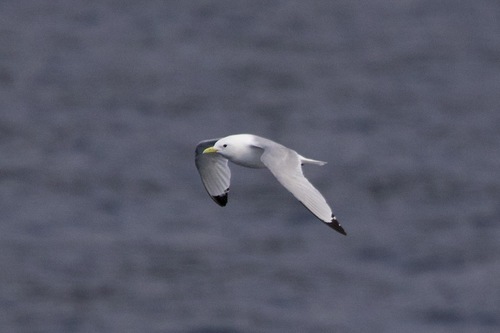 Black-legged Kittiwake