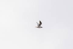 Chroicocephalus ridibundus