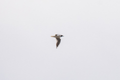 Chroicocephalus ridibundus