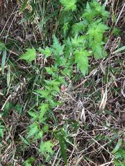 Rubus palmatus coptophyllus