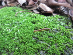 Helicorthomorpha holstii