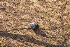 Columba livia domestica