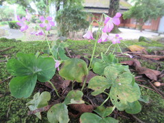 Oxalis debilis