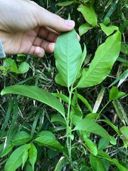 Euonymus hamiltonianus sieboldianus
