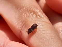 Ips sexdentatus