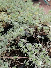 Lotus berthelotii