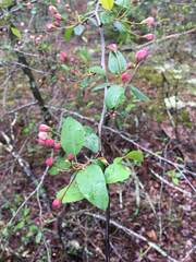 Malus angustifolia