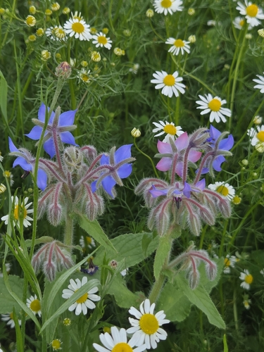 Borage