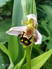 Ophrys apifera aurita
