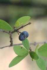 Forestiera