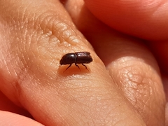 Ips sexdentatus