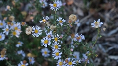 Felicia erigeroides