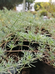 Lotus berthelotii