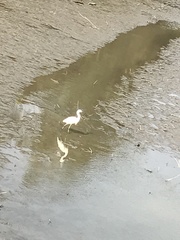 Egretta garzetta