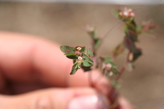 Euphorbia anychioides