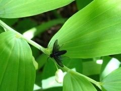 Phymatocera aterrima