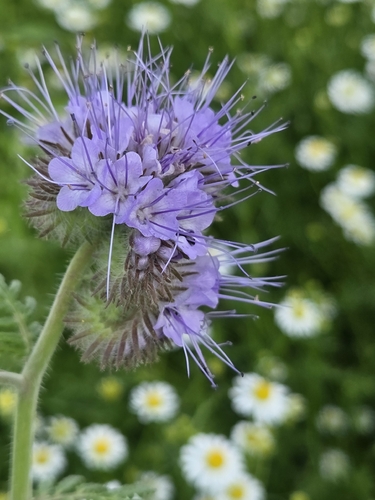 Lacy phacelia