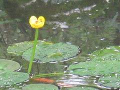 Nuphar pumila