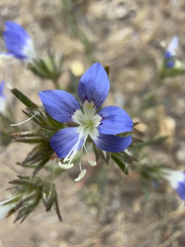 Sapphire woollystar (Eriastrum sapphirinum)