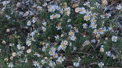Felicia erigeroides