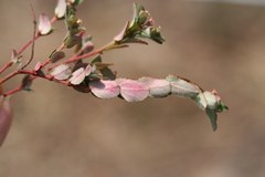 Euphorbia anychioides