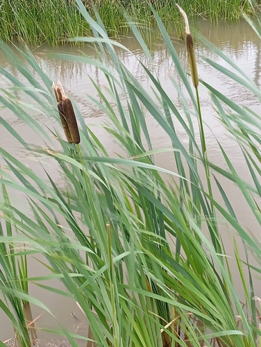 narrow-leaved cattail