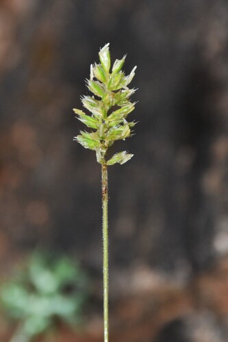 Koeleria vallesiana, 2026-06-29