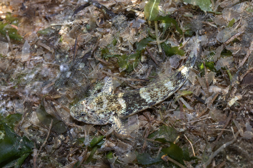 Bathygobius meggitti observed 2026-06-16