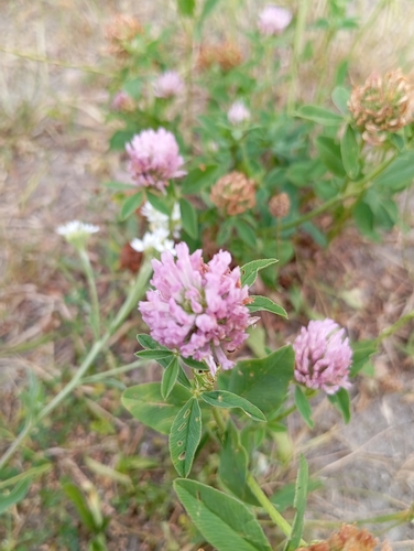 Red Clover