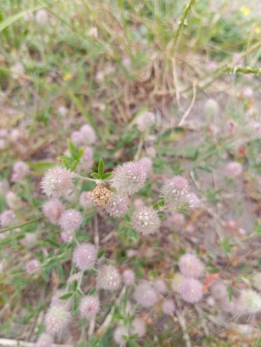 rabbitfoot clover