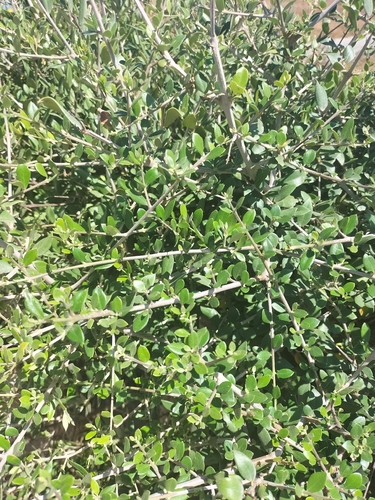 olivo