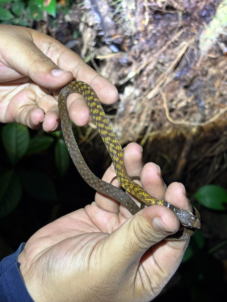 Red-Bellied Keelback (Rhabdophis conspicillatus)