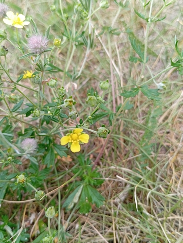 Silvery Cinquefoil